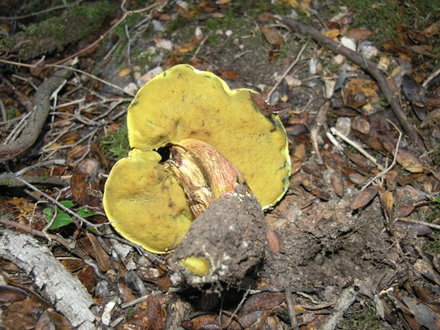 Boletus junquilleus???